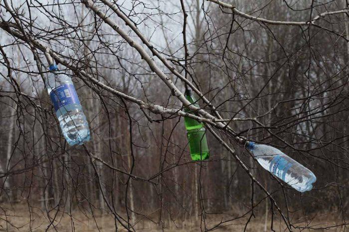 Чтобы безопасно для дерева собрать березовый сок, можно обрезать низко растущую ветку дерева и для стекания сока закрепить на ней бутылку