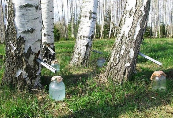 Реально получить огромное количество сока за один раз, но тогда дерево неминуемо погибнет