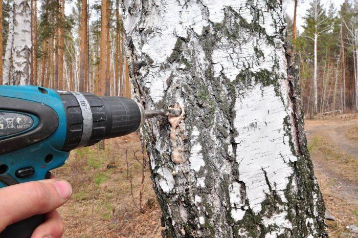 В березе проделывается отверстие