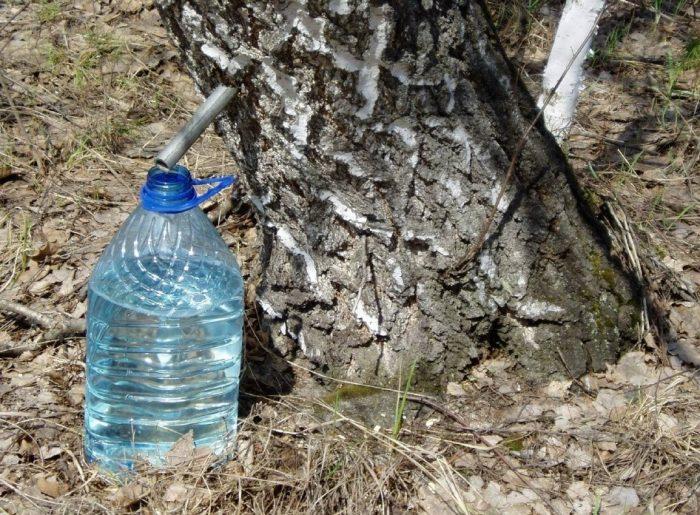 В каждом регионе свой срок для сбора березового сока