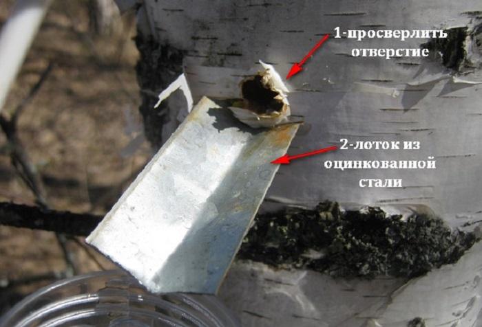 Заготовка березового сока