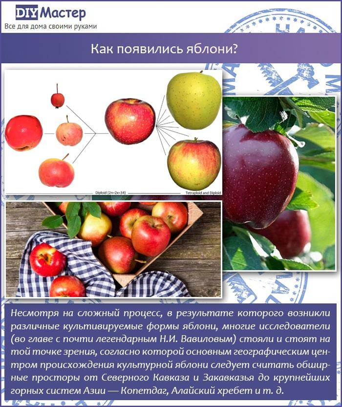 Как появились яблони?