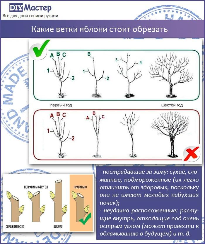 Какие ветки яблони стоит обрезать