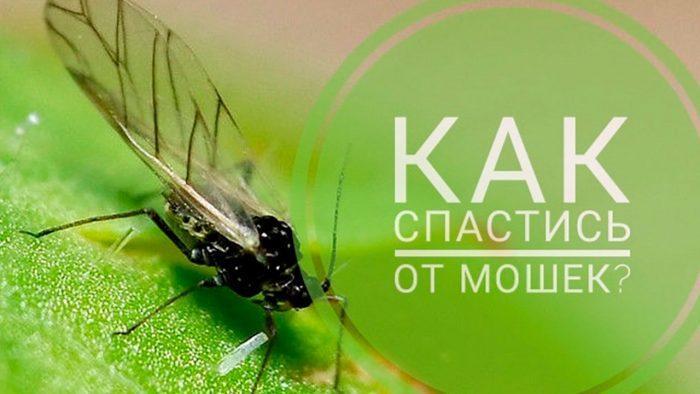 Как спастись от мошек