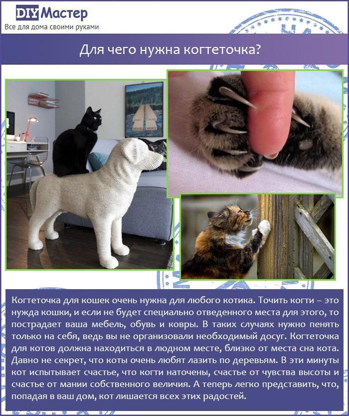 Для чего нужна когтеточка