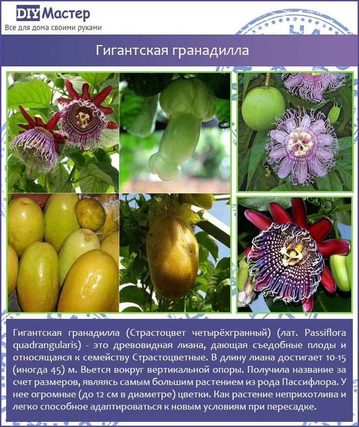 Гигантская гранадилла